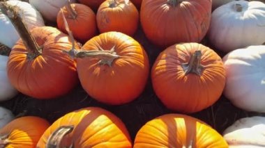 Renkli, dağınık balkabaklarıyla bir çiftlik alanı. Altın saatinde parlak bir çiftlik turuncu kabağı tarlası. Kendi balkabağı satışınızı kendiniz yapın. Balkabağı hasadı, Şükran Günü ve Cadılar Bayramı.