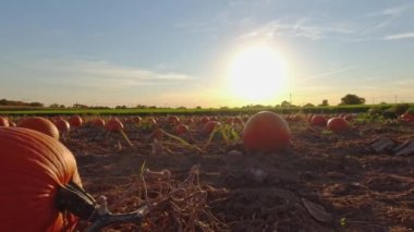 Mısır tarlasının yanındaki sonbahar tarlasında balkabakları. Ekim Altın Saati ve Kanada 'da Balkabağı Festivali. Çiftliğin her tarafına dağılmış büyük balkabakları. Kendininkini seç ve hasat et. Cadılar Bayramı hazırlığı.