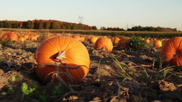 Golden Hour Evening Pumpkin Farm Decorated Field Pumpkins October Seasonal — Stock Video