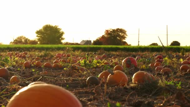 Pumpkin Harvest Thanksgiving Day Season Farm Decorated Pumpkins Gourds Agritourism — Stock Video