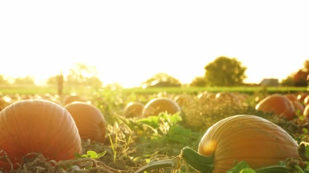 Zbiory Dyni Sezon Święta Dziękczynienia Złota Godzina Farmie Dyniami Agroturystyki — Wideo stockowe