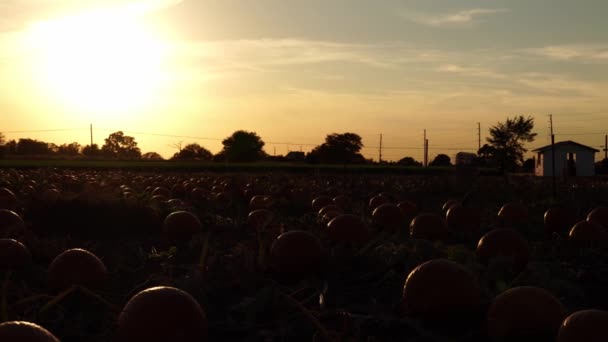 トウモロコシ畑近くの秋の畑のカボチャ 10月カナダのゴールデンアワーとカボチャ祭り 大きなカボチャが農場中に散らばっていた 自分で収穫してください ハロウィーンの準備 — ストック動画