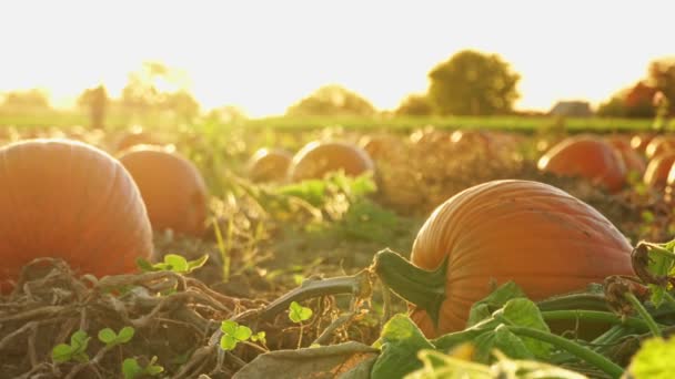Pumpkin Harvest Thanksgiving Day Season Farm Decorated Pumpkins Gourds Agritourism — Stock Video