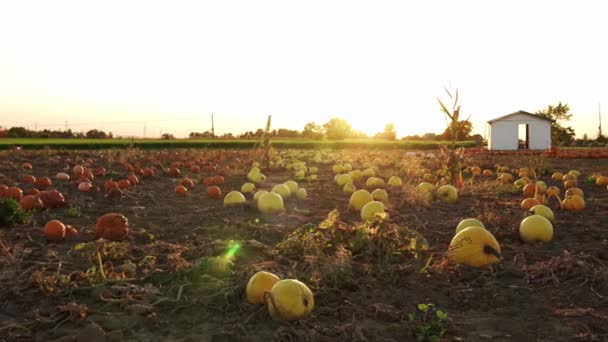 Μεγάλες Πορτοκαλί Κολοκύθες Ενάντια Στον Ήλιο Στο Αγρόκτημα Φθινόπωρο Panning — Αρχείο Βίντεο