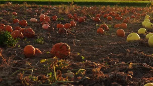 カボチャの収穫と牧歌的な秋の農場の風景 10月は日没の黄金の時間の間に農地でカボチャを熟す 映画感謝祭の日の準備あなた自身のカボチャの観光客を選ぶ — ストック動画