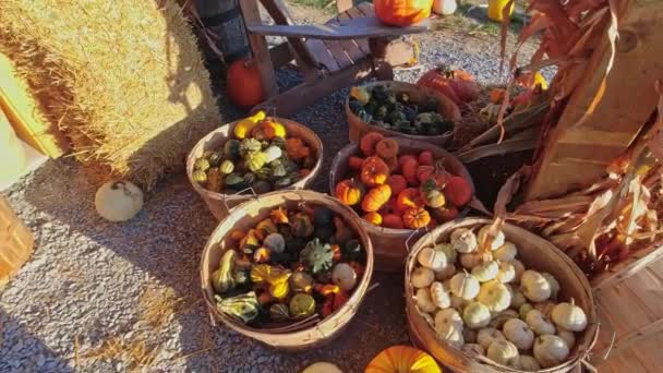 Orange Pumpkins Sun Autumn Farm Panning Panorama Landscape Fall Season — Stock Video