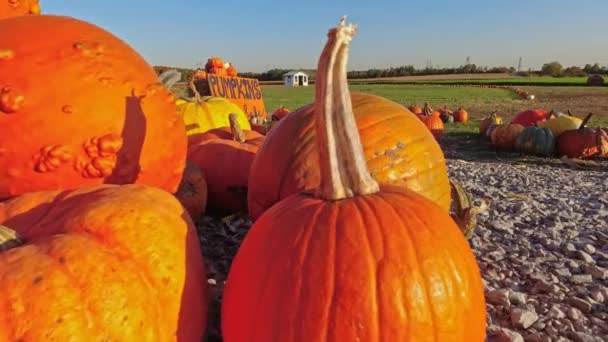 Große Orangefarbene Kürbisse Zum Verkauf Gegen Die Sonne Beim Herbstbauernschwenk — Stockvideo