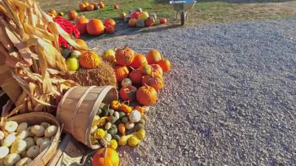 Pumpa Skörd Och Thanksgiving Day Säsongen Korgar Dekorerade Med Pumpor — Stockvideo