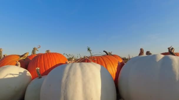 Goldene Stunde Kürbisbauernhof Geschmücktes Feld Mit Kürbissen Oktober Während Der — Stockvideo