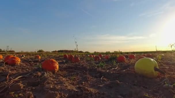 Zlatý Večer Dýňové Farmě Zdobené Pole Dýněmi Říjnu Během Sezónních — Stock video