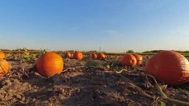 Μεγάλες Πορτοκαλί Κολοκύθες Ενάντια Στον Ήλιο Στο Αγρόκτημα Φθινόπωρο Panning — Αρχείο Βίντεο