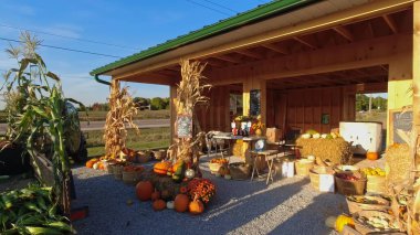 Balkabağı hasadı ve Şükran Günü sezonu. Tarım ya da tarım turizmi için balkabağı ve kabaklarıyla süslenmiş sepetler. Tatil Sonbahar festivali sahnesi ve sonbaharın altın saatinde kutlanması. 