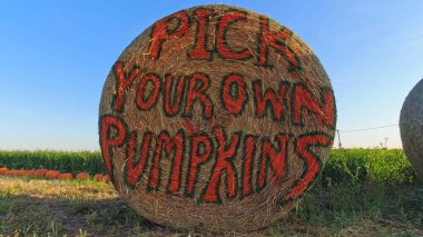 Tatil hasadı için balkabağı tabelasını kendin seç. Cadılar Bayramı ve Şükran Günü hazırlıkları. Ekim Balkabağı Festivali, Kanada.