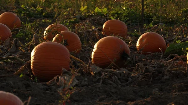 Campo Granja Con Coloridas Calabazas Dispersas Brillante Parche Calabazas Naranjas —  Fotos de Stock