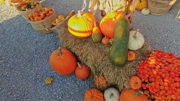 Pumpkin harvest and Thanksgiving Day season. Baskets decorated with pumpkins and gourds for agritourism or agrotourism. Holiday Autumn festival scene and celebration of fall at golden hour.