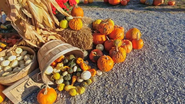 Pumpkin harvest and Thanksgiving Day season. Baskets decorated with pumpkins and gourds for agritourism or agrotourism. Holiday Autumn festival scene and celebration of fall at golden hour.