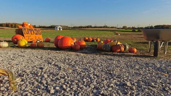 Oktober Gresskar Fra Haugen Ved Solnedgang Halloween Høstferie Thanksgiving Familiedag – stockfoto