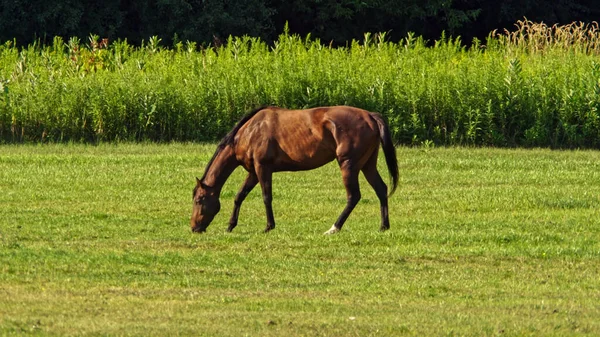 Zuchtweibchen Grasen Auf Der Grünen Sommerweide Braunes Pferd Frisst Grünes — Stockfoto