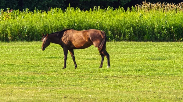 Pferdefütterung Von Gras Auf Der Weide Hauswirtschaft Weidetierhaltung Auf Grünen — Stockfoto