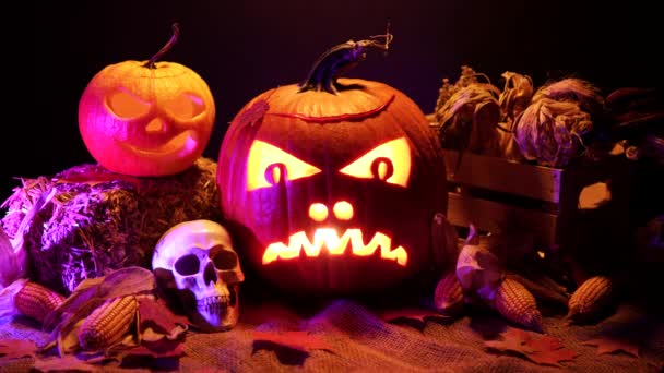 Halloween Calabazas Fondo Negro Halloween Cosecha Establecen Con Malezas Cráneo — Vídeo de stock