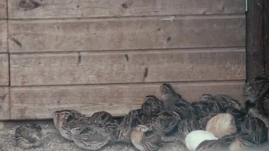 Kümes hayvanları ve yumurta üretimi kavramı olan bir yığın bıldırcın bir arada oturup güneşleniyor.