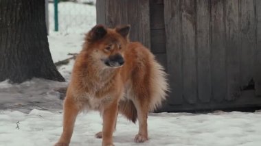 Akita soyundan kırmızı bir köpek ahşap bir kulübede durur ve etrafına bakar. Köpek bölgeyi, dostluk kavramını ve koruma kavramını korur.