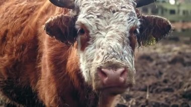 Bir Hereford ineği otlakta duruyor ve saman yiyor, kızıl saçlı ve beyaz ağızlıklı, kameraya bakıyor. Sığır eti ve süt için hayvan yetiştirme kavramı
