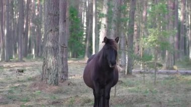 Siyah bir at kozalaklı yeşil bir ormanda duruyor, kameraya bakıyor ve hareket etmiyor, evcil hayvanları çiftleştirme konsepti, yarış atları üretimi...