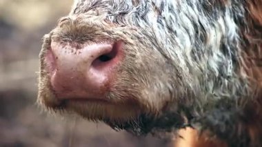 Baş Hereford ineği ayakta duruyor ve saman yiyor, kızıl saçlı ve beyaz ağızlık takıyor, kameraya yakın duruyor. Et ve süt için hayvan yetiştirme kavramı