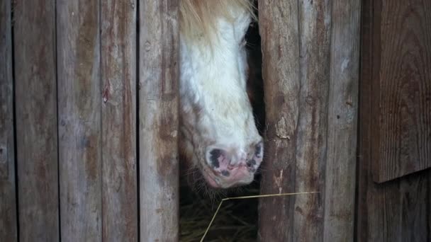 Das Kalb Steht Einem Stall Und Blickt Durch Ein Kleines — Stockvideo