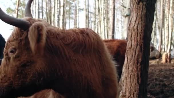 Μια Αγελάδα Hereford Στέκεται Μια Μάντρα Και Τρώει Σανό Έχει — Αρχείο Βίντεο