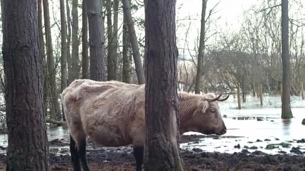 Een Hereford Koe Staat Een Paddock Eet Hooi Heeft Wit — Stockvideo