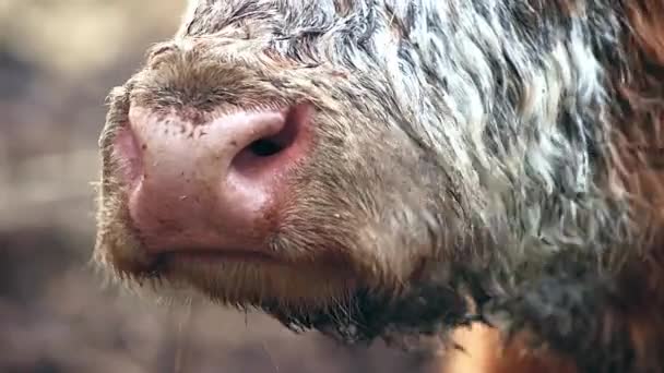 Κεφάλι Αγελάδας Hereford Στέκεται Και Τρώει Σανό Έχει Κόκκινα Μαλλιά — Αρχείο Βίντεο