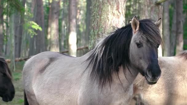 一匹头戴黑色鬃毛的灰马侧身站在摄像机前 一匹马失焦了 脸很近 这是繁殖家畜的概念 是繁殖赛马的马 — 图库视频影像