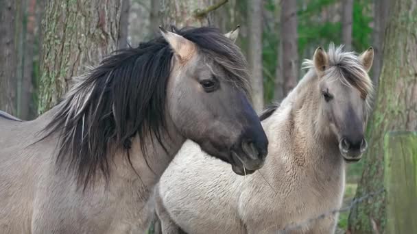 Due Cavalli Grigi Con Una Criniera Nera Sono Piedi Lateralmente — Video Stock