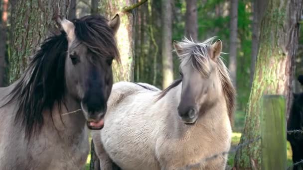 Two Gray Horses Black Mane Standing Sideways Camera One Horse — Stock Video