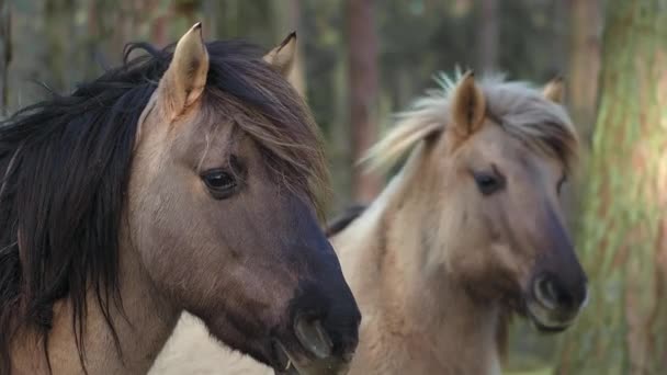 Dwa Szare Konie Czarną Grzywą Stoją Bokiem Kamery Jeden Koń — Wideo stockowe