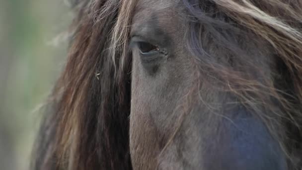 Černý Kůň Stojí Jehličnatém Zeleném Lese Dívá Kamery Nehýbe Hlavou — Stock video