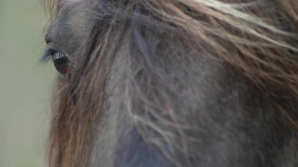 Černý Kůň Stojí Jehličnatém Zeleném Lese Dívá Kamery Nehýbe Hlavou — Stock video