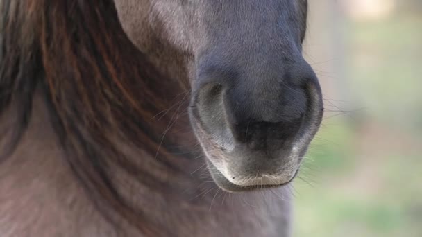 Caballo Negro Encuentra Bosque Verde Coníferas Mira Cámara Mueve Cabeza — Vídeo de stock