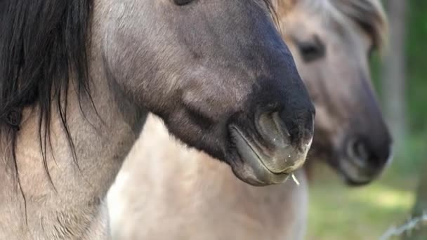 Due Cavalli Grigi Con Una Criniera Nera Sono Piedi Lateralmente — Video Stock