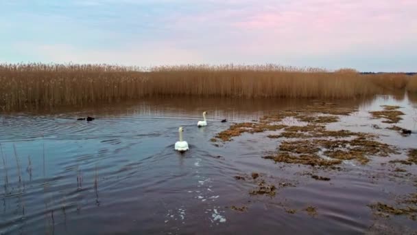 Pair White Swans Swim Lake Has Almost Melted Ice — Stock Video