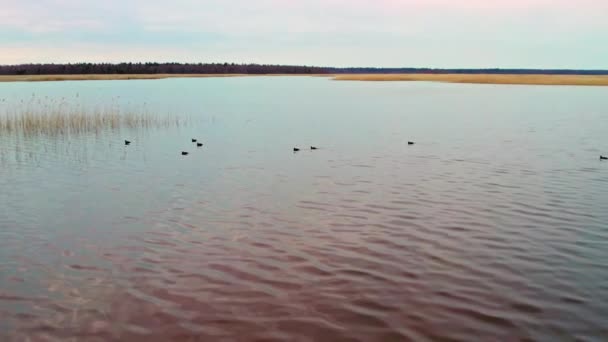 Ein Schwarm Blässhühner Schwimmt Auf Dem See Die Kamera Fliegt — Stockvideo