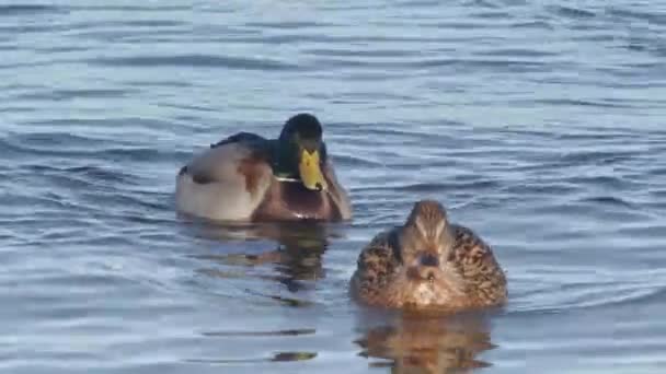 Flock Ducks Floating Waves Gulf Riga Ducks Swimming Sea Row — Stock Video
