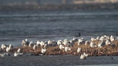 Büyük martı sürüsü kıyıda oturur, uçar, tüyleri temizler, büyük sürü oturur.