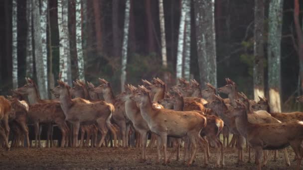 Große Rotwildherden schauen weit zur Seite, dahinter stehen Bäume — Stockvideo