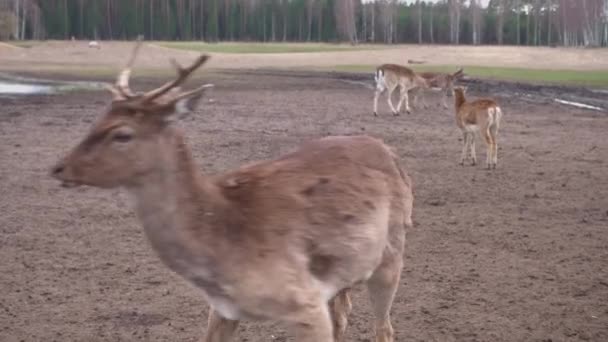 Closeup of a cute brown deer in nature looking at a camera — Video