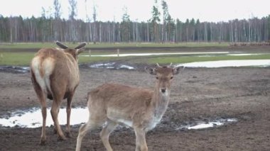Doğadaki sevimli kahverengi geyiklerin yakın çekimi gözlerini başka yöne çeviriyor.
