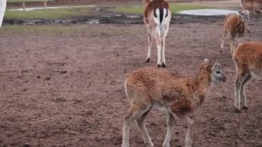 Küçük genç kuzu tek başına durur ve yer ve etrafta koşar, kopyala yapıştır.
