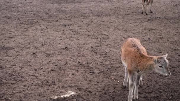 Små unga lamm står ensam och äter och springer runt, kopiera pasta. — Stockvideo